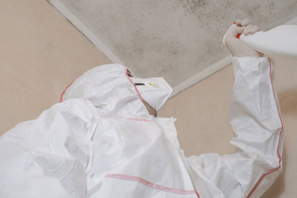 Best Attic Mold Remediation in Los Osos, CA